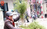 Người Hà Nội đi mua rau mùi già chiều 30 Tết